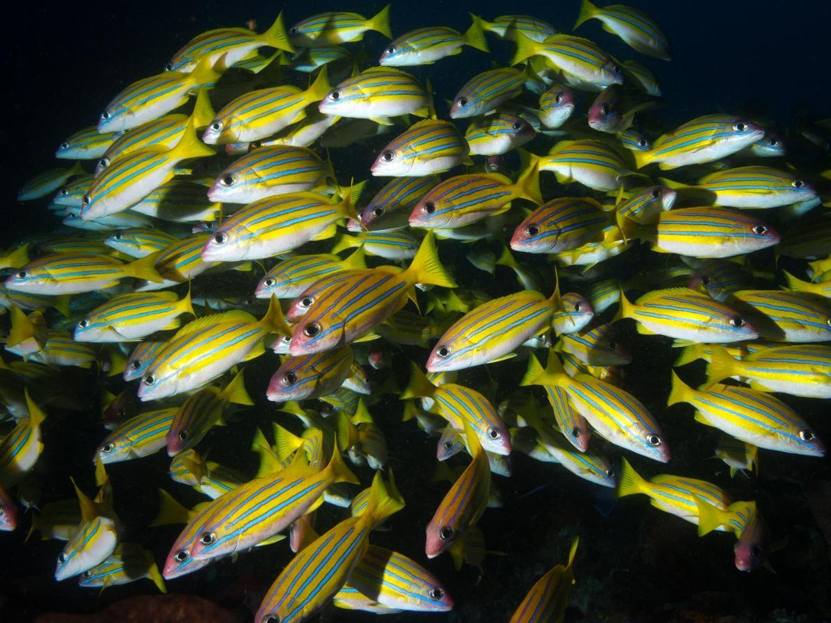 Blue Bay Divers Likupang Bangka Ngoại thất bức ảnh